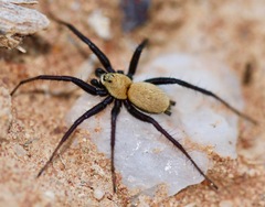 Asemesthes subnubilus