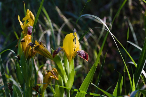 Hungarian Iris (Iris variegata)