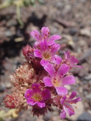 Cistanthe salsoloides