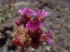 Cistanthe salsoloides
