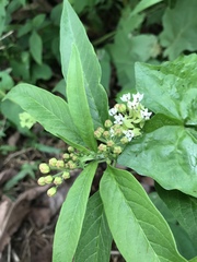 Asclepias nivea