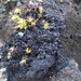 Blackthread Lichens - Photo (c) zaca, some rights reserved (CC BY-NC), uploaded by zaca