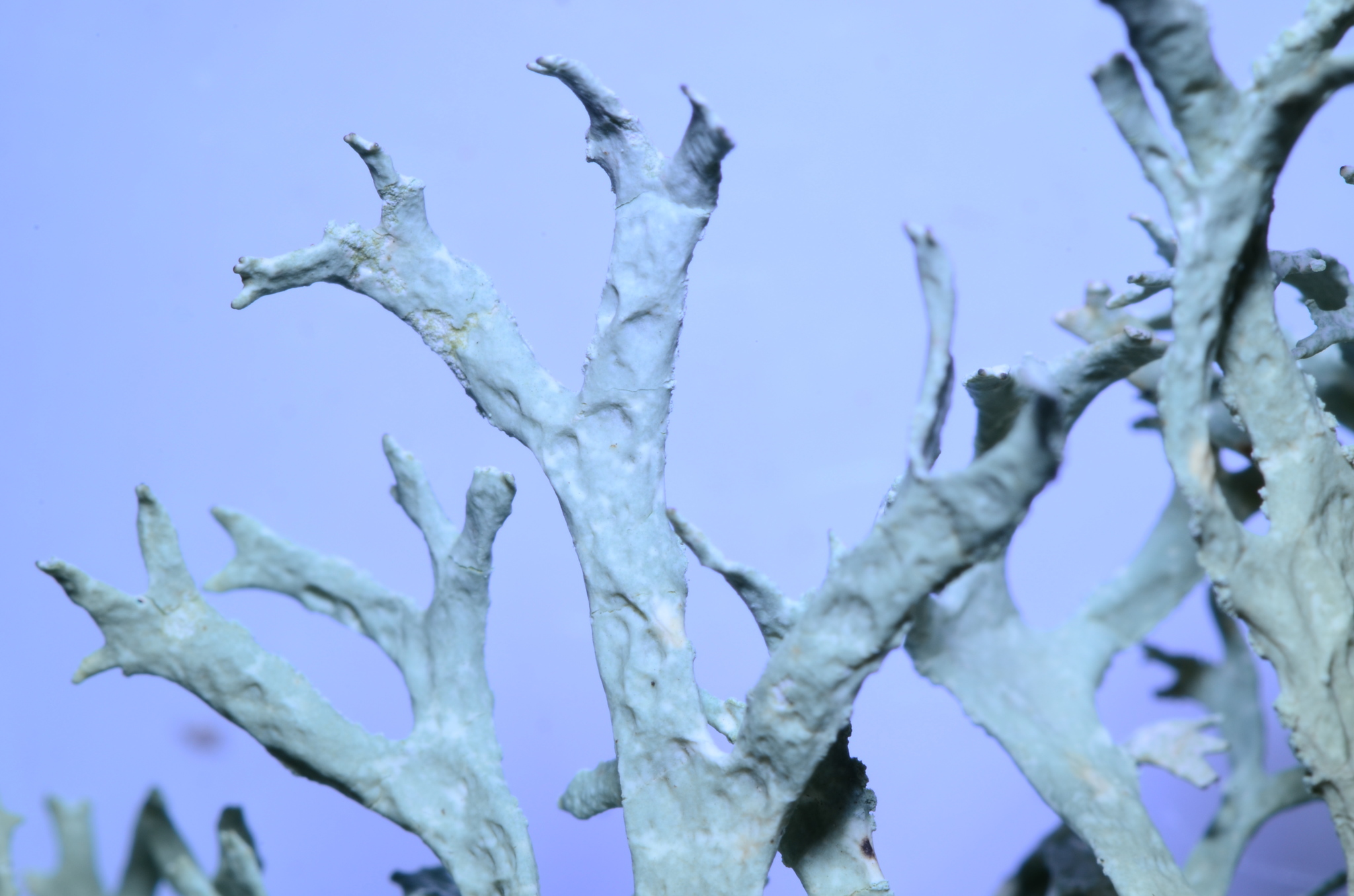 Evernia prunastri image