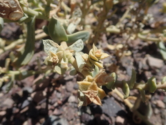 Cistanthe salsoloides