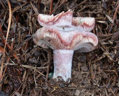 Russula variegata