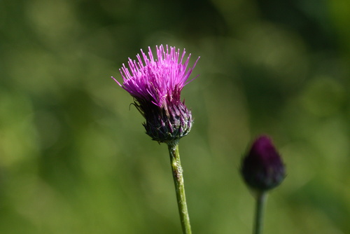 Pannonic Thistle (Cirsium pannonicum)
