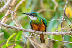 Galbula ruficauda rufoviridis