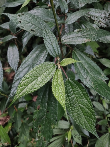 Oreocnide frutescens iNat (1)