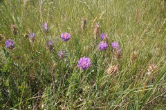 Astragalus laxmannii