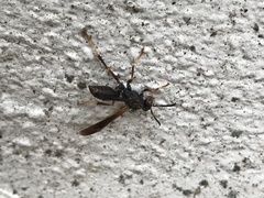 Polistes parametricus