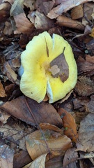 Sun-loving Russula (Russula solaris)