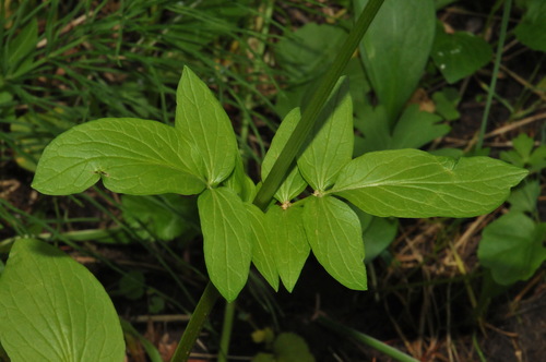western valerian (Valeriana occidentalis)
