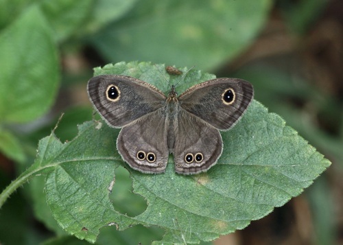 Common Five-ring photo 3