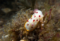 Goniobranchus splendidus