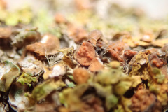 Pronectria xanthoriae