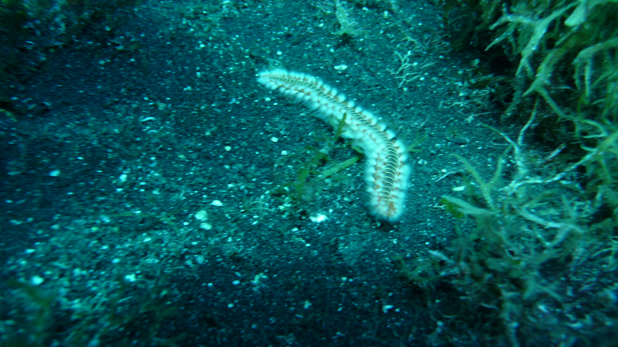 bart-feuerborstenwurm, bearded fireworm, brandworm, cuc de foc, feuerwurm, green bristle worm, green fireworm, grüner feuerwurm, gusano de fuego, verme di fuoco, verme di mare, vermocane