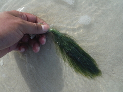 Penicillus dumetosus
