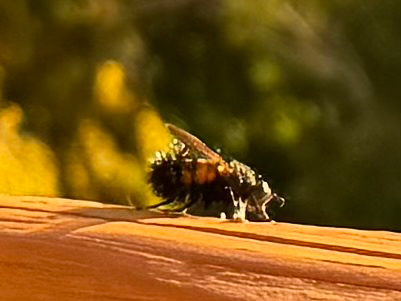 Unknown species found near Zion Park Blvd, Springdale, UT, US