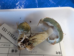 モエギタケ