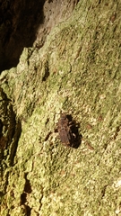 Syrphetodes marginatus