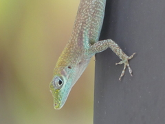 Anolis conspersus