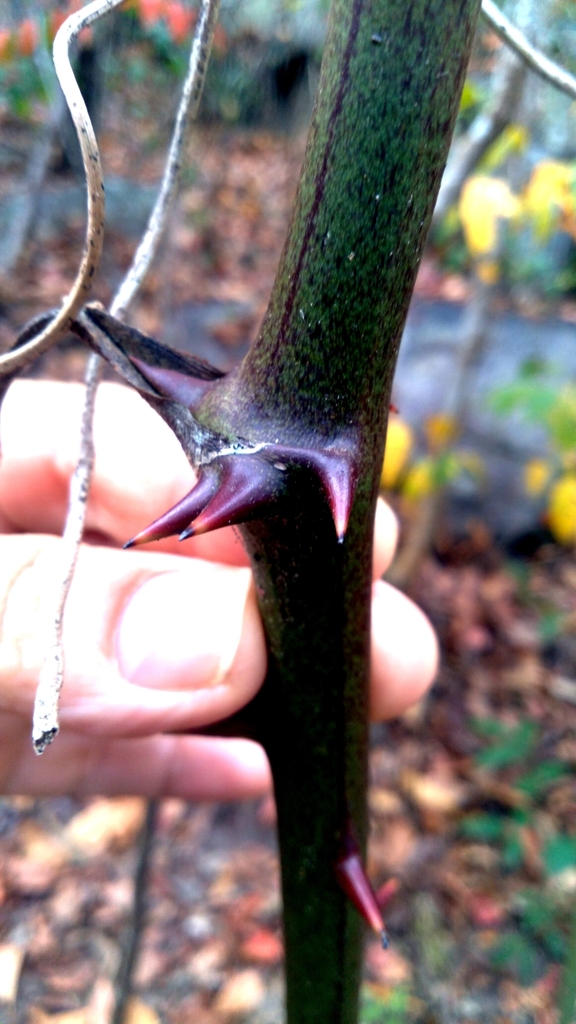 Smilax cissoides (Smilax cissoides)