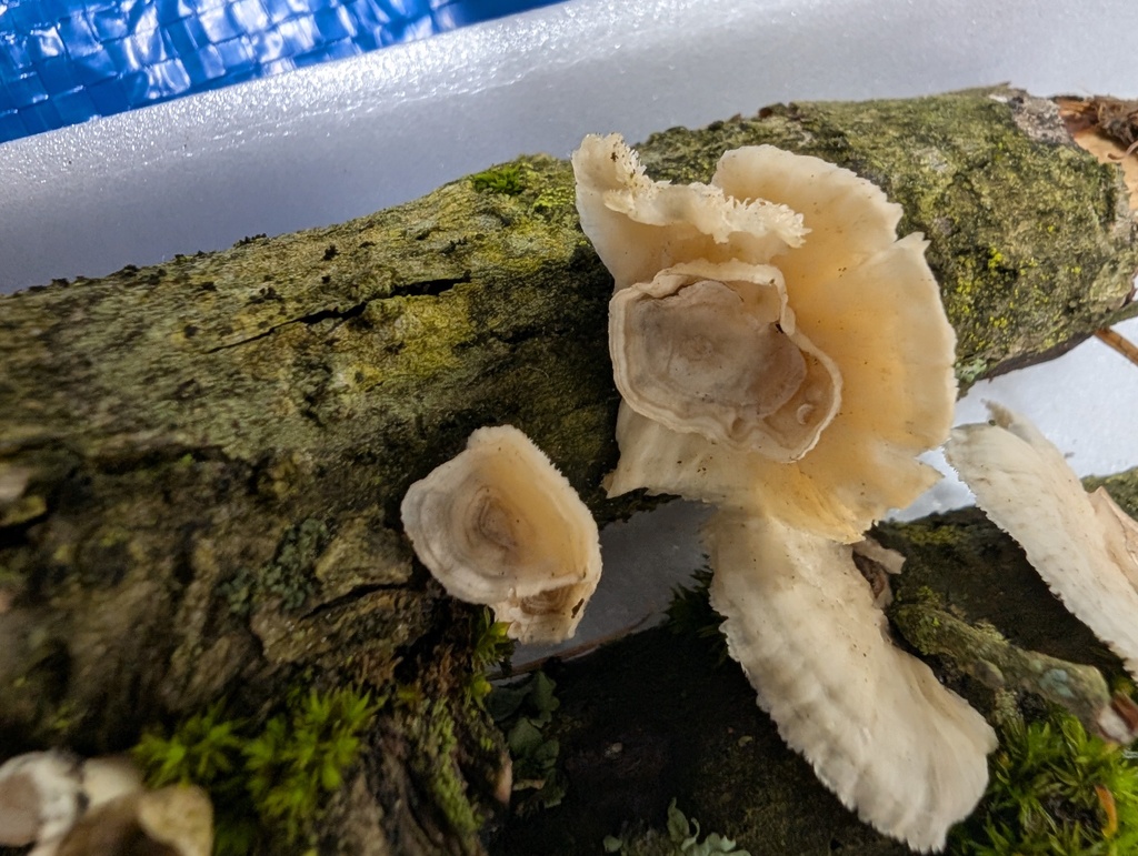 Trametes conchifer · November 2025 · photo: © atsushi_nakajima_cirque (iNaturalist, cc-by)