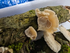 サカズキカワラタケ