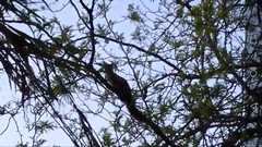 Genetta genetta genetta