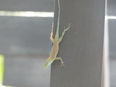 Anolis conspersus