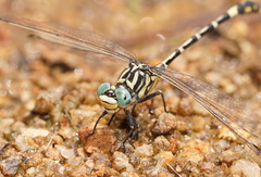 Austrogomphus cornutus