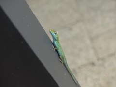 Anolis conspersus