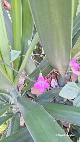 Maurandya scandens, photograph 4