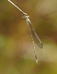 Austrolestes aridus