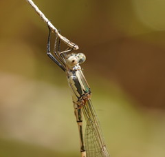 Austrolestes aridus