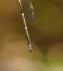 Austrolestes aridus