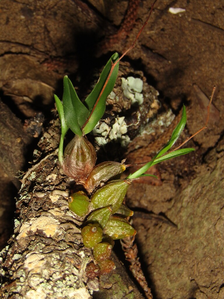 Dendrobium schneiderae