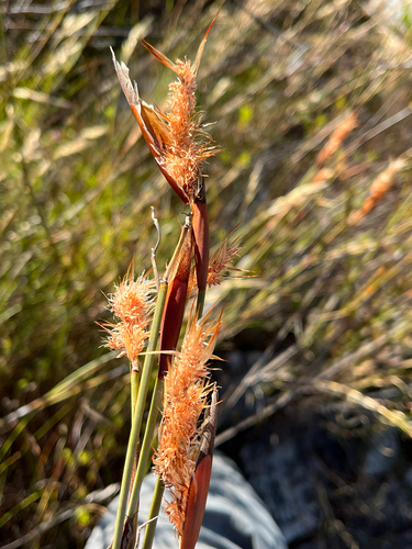 Greynut Sunreed (Willdenowia teres)