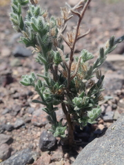 Cryptantha filaginea