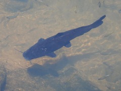 Steindachneridion melanodermatum