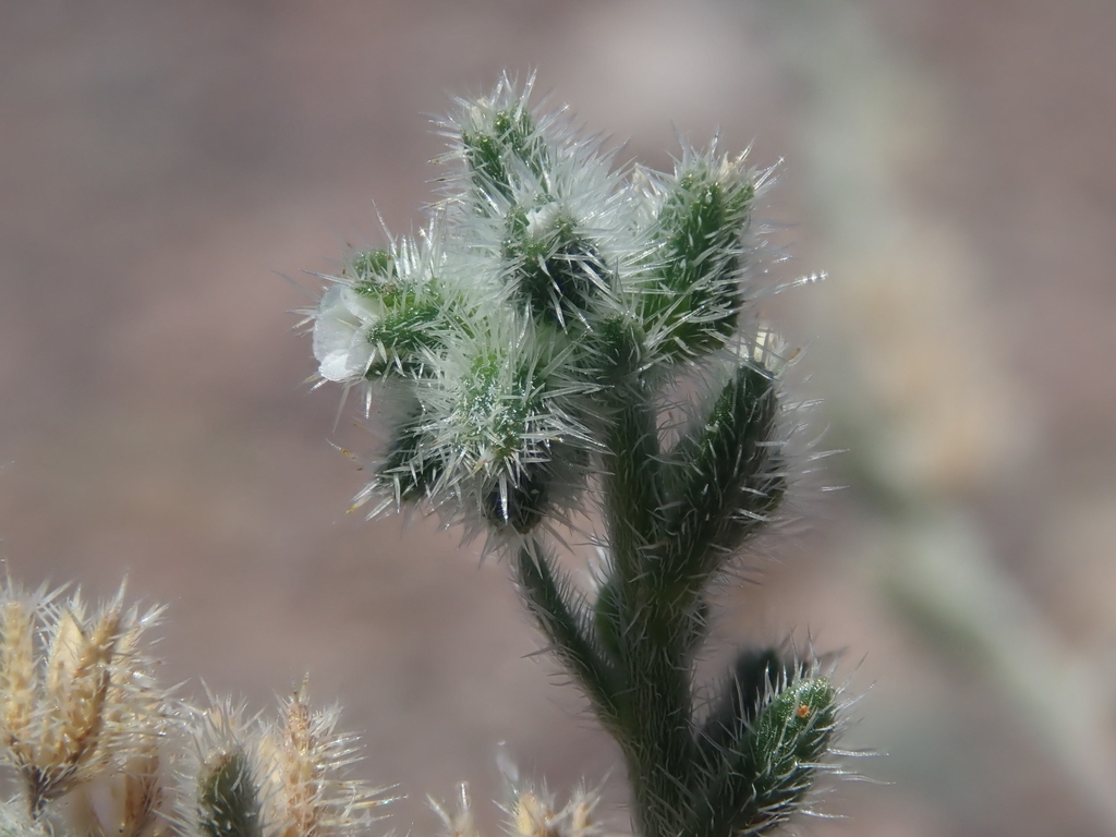 Cryptantha filaginea
