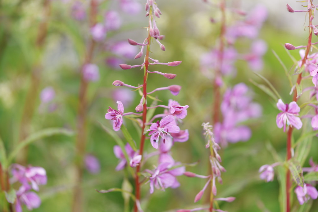 Epilobium angustifolium