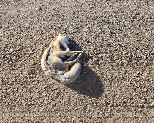 Swift Fox observed by kjmeier