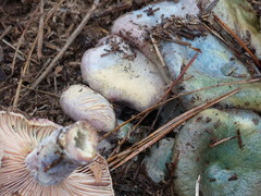 Russula variegata