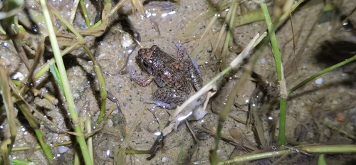 Greenhouse Frog, 广东省佛山市高明区荷城, photo 8 of 10