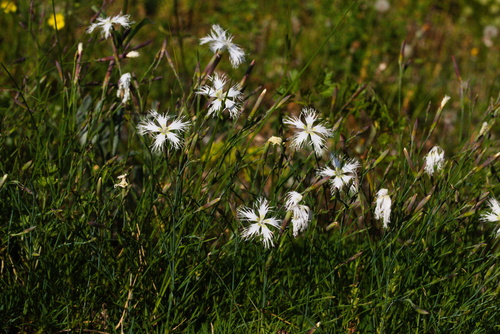 Sand Pink (Dianthus arenarius)