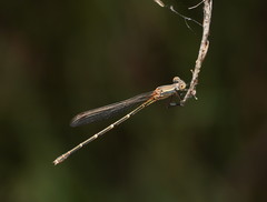 Austrolestes aridus