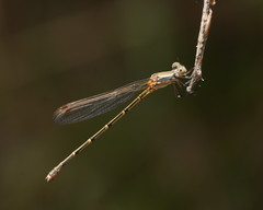 Austrolestes aridus