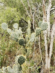 Opuntia alta