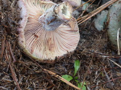 Russula variegata